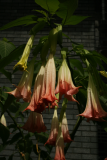 Brugmansia suaveolens 'Pink Beauty' RCP9-09 048.jpg